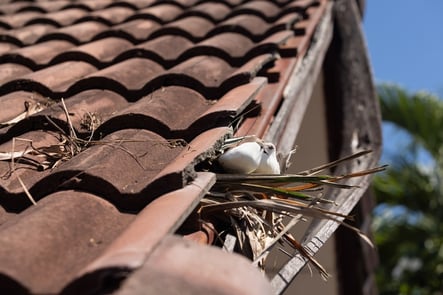decra-metal-roofing-web-fire-roof-birds-nest-clay-tile